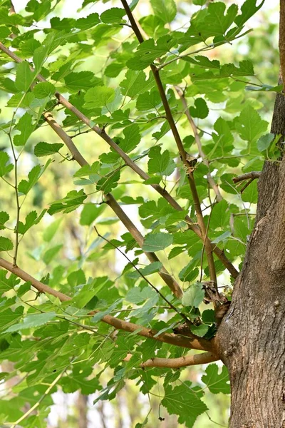Vertical Shot Tree Branches Fresh Green Foliage Daytime Blurred Background — Stock Photo, Image