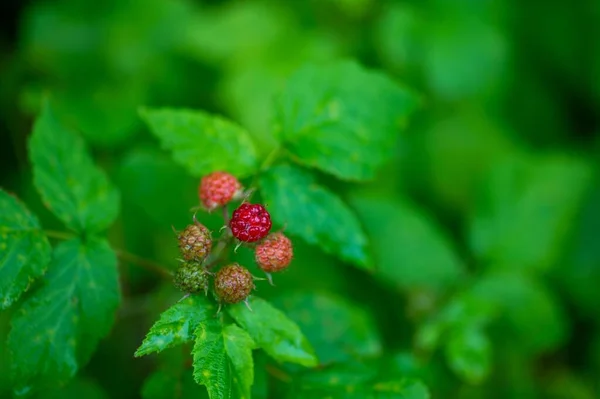Közelkép Nilgiri Strawberryről Ahogy Vadonban — Stock Fotó