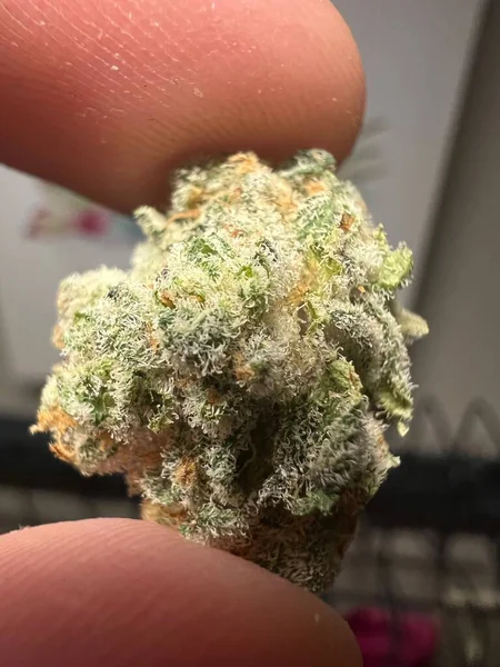 Closeup High Quality Cannabis Sample — Stock Photo, Image
