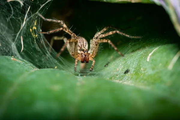 緑の葉の上のウェブ上の草のクモの選択的な焦点ショット — ストック写真