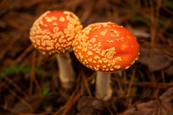 Closeup Dos Cogumelos Agaric Mosca Vermelha Que Crescem Floresta — Fotografia de Stock