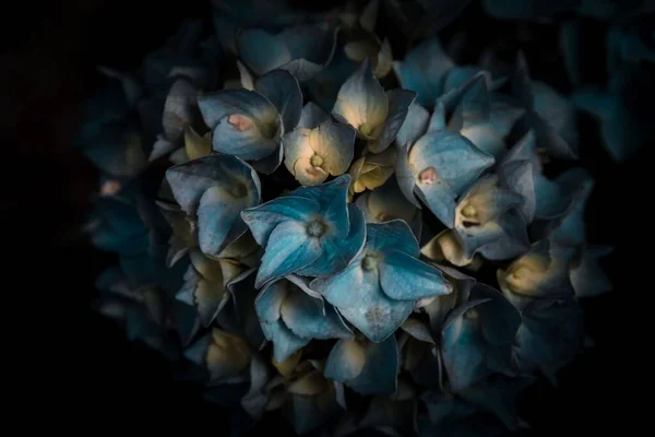 Eine Dunkel Getönte Nahaufnahme Blauer Blumen Vor Dunklem Hintergrund — Stockfoto