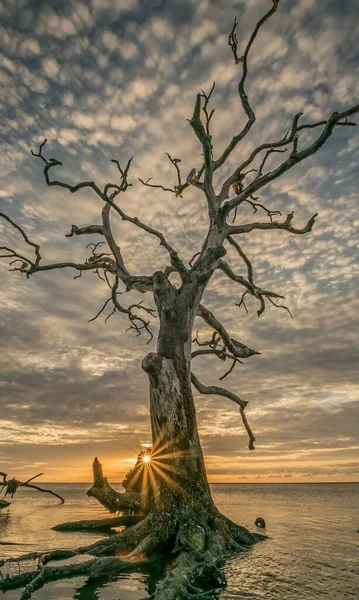 Tiro Vertical Uma Árvore Sem Folhas Boneyard Beach Jacksonville Flórida — Fotografia de Stock
