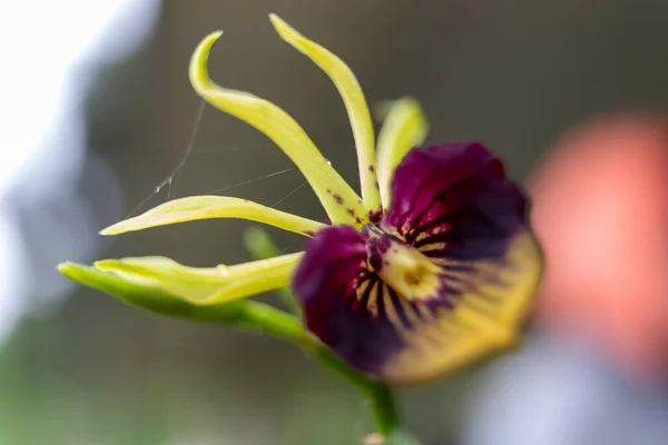 Närbild Bild Blommande Tropisk Clamshell Orkidé Blomma — Stockfoto