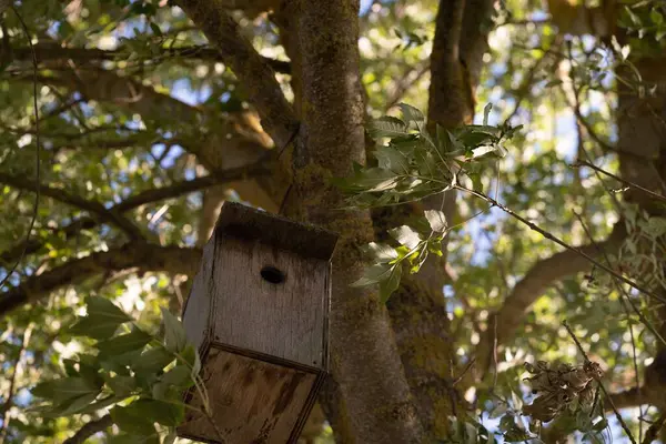 晴れた日に公園の木の上の古い木造の鳥の家のクローズアップショット — ストック写真