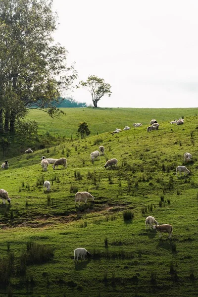 Pionowe Ujęcie Białych Owiec Wypasających Się Lesie Australii — Zdjęcie stockowe
