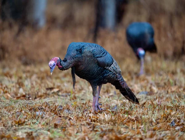 Selective Focus Shot Wild Turkey Its Natural Environment — Stock Photo, Image