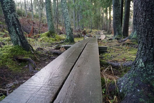 Detailní Záběr Dřevěnou Cestu Lese — Stock fotografie
