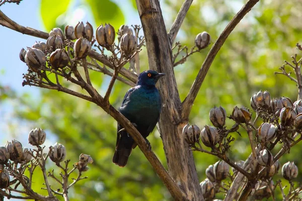 Closeup Glossy Starling Perched Dry Empress Tree — Stock Photo, Image