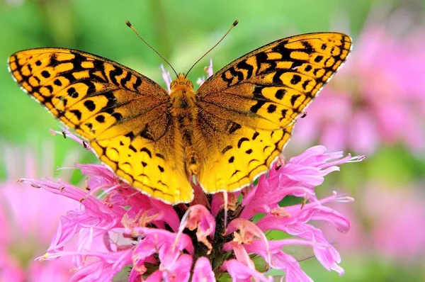 Closeup of pink Bee Balm blossom and colorful Mormon Fritillary Butterfly with wings spread.  Pattern of distinct black markings visible on wings.