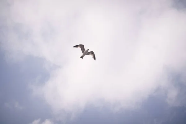 Чайка Летит Против Облачного Голубого Неба — стоковое фото