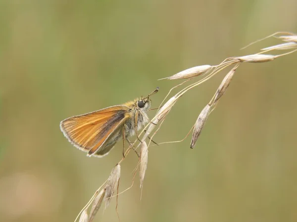 Closeup Beautiful European Skipper Butterfly Bright Orange Wings Blurred Background — Stock Photo, Image