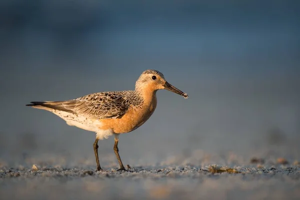 Close Shot Red Knot Perched Coast — Stock Photo, Image