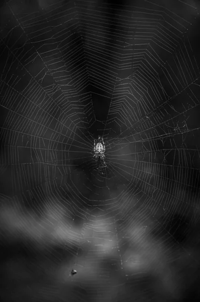 Een Verticaal Shot Van Een Spin Het Web Met Donkere — Stockfoto