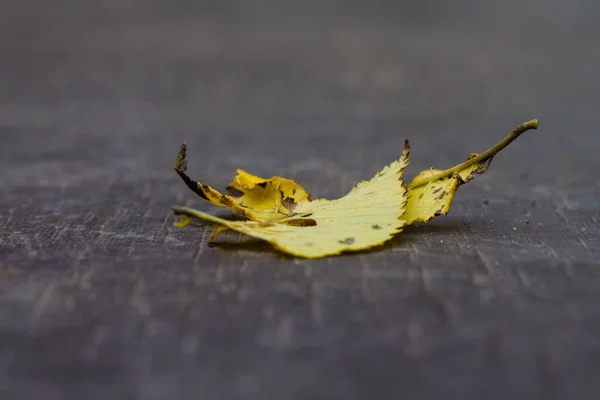 Zbliżenie Żółtego Liścia Klonu Rozmazanym Tle Asfaltu — Zdjęcie stockowe