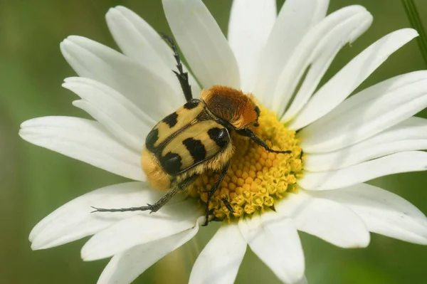 Makró Felvétel Egy Méhbogárról Trichius Zonatus Egy Virágon — Stock Fotó