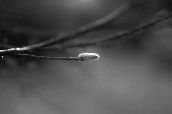 Shallow Focus Grayscale Bud Pussy Willow Growing Branch — стоковое фото