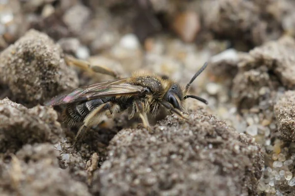 Ένα Κοντινό Πλάνο Του Colletes Cunicularius Μέλισσα Σκαρφαλώνει Στην Άμμο — Φωτογραφία Αρχείου