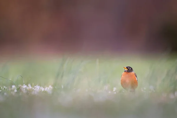 Small American Robin Bird Perched Green Field — Stock Photo, Image