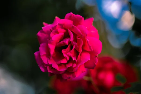 Крупним Планом Рожева Троянда Розмитому Фоні — стокове фото