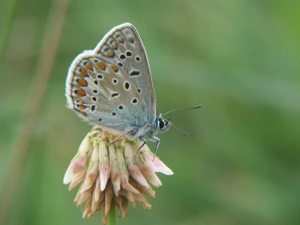 Zbliżenie Pięknego Ikara Niebieskiego Motyla Pięknymi Wzorzystymi Skrzydłami Rozmytym Tle — Zdjęcie stockowe