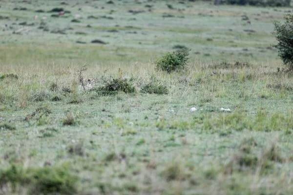 Ghepardo Che Spunta Testa Sopra Erba Nel Masai Mara Kenya — Foto Stock