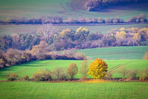 一株美丽的树 秋天的叶子在静谧的绿地上 — 图库照片