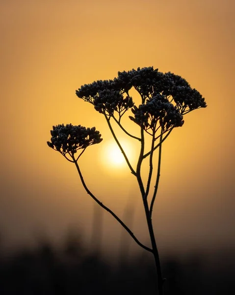 Silhuett Växt Mot Solnedgången — Stockfoto