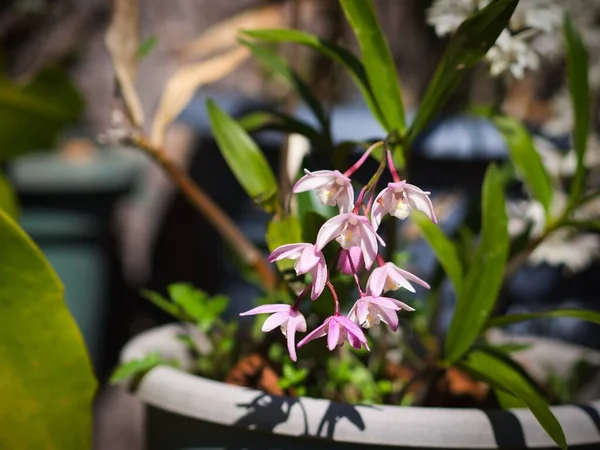 Gros Plan Petites Orchidées Dendrobium Sous Lumière Soleil — Photo