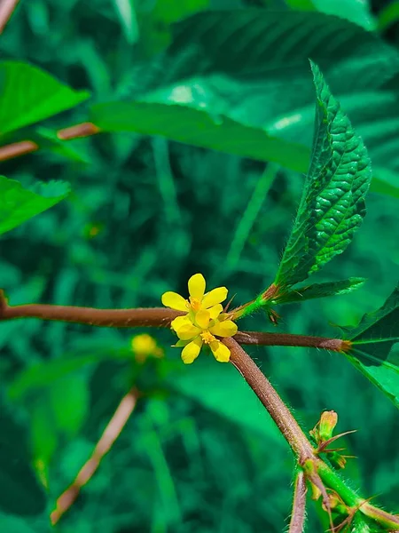 黄色花瓣合欢树花的特写镜头 在褐色的茎上 被绿色的叶子环绕 — 图库照片