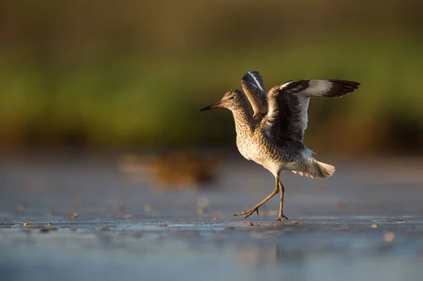 Pájaro Willet Caminando Orilla Con Las Alas Abiertas — Foto de Stock