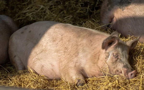 Крупный План Свиньи Спящей Сарае Snetterton England — стоковое фото