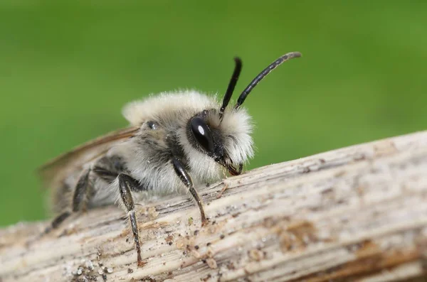 Μια Μακρο Φωτογραφία Ενός Λευκού Colletes Cunicularius Αρσενικό Μοναχική Μέλισσα — Φωτογραφία Αρχείου