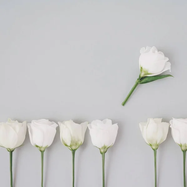 Die Hübschen Weißen Blumen Einer Reihe Auf Dem Grauen Hintergrund — Stockfoto