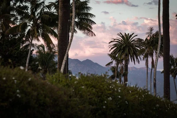 Les Palmiers Avec Des Montagnes Arrière Plan Santa Barbara Californie — Photo