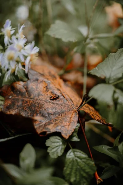秋の紅葉のバグの垂直ショット — ストック写真