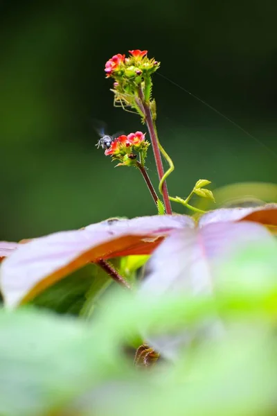 Eine Flache Fokusaufnahme Einer Wespe Die Garten Mit Unscharfem Hintergrund — Stockfoto