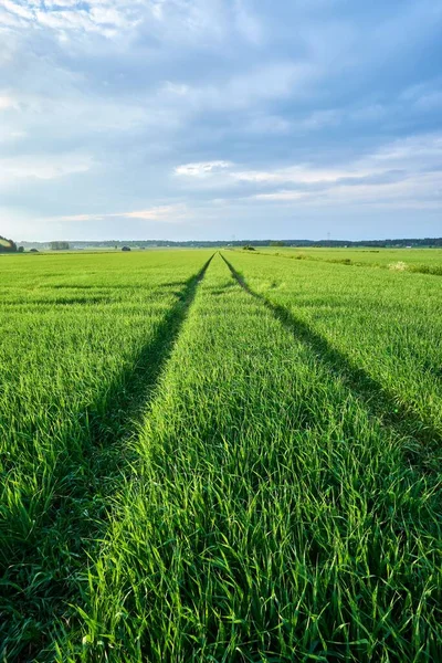 緑の芝生の上での農業輸送の痕跡 — ストック写真