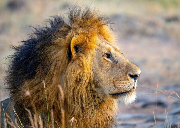 A closeup shot of a side profile of a lion in the field in the daylight