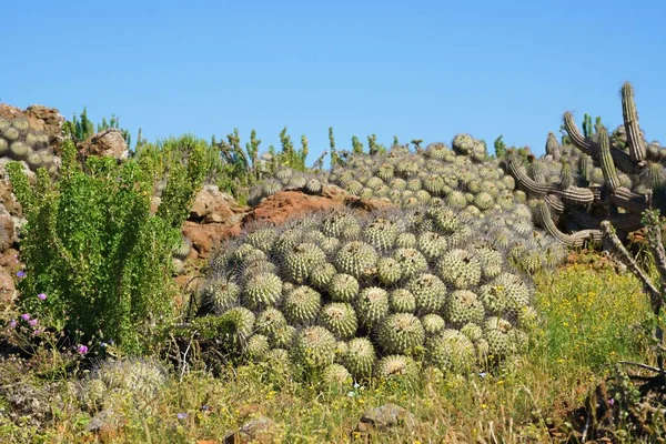 Vegetação Exuberante Cactos Deserto Atacama Sob Céu Azul Claro — Fotografia de Stock