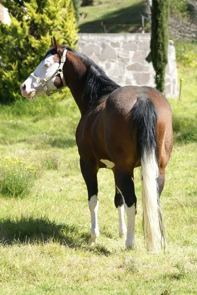 Bellissimo Figlio Gunner Horse — Foto Stock