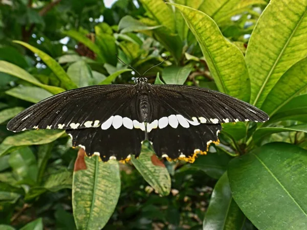 一只大黑白色蝴蝶在树叶上的俯瞰特写 — 图库照片