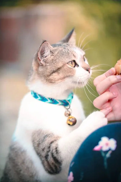 手から食べるかわいいグレーと白の猫の垂直クローズアップ — ストック写真