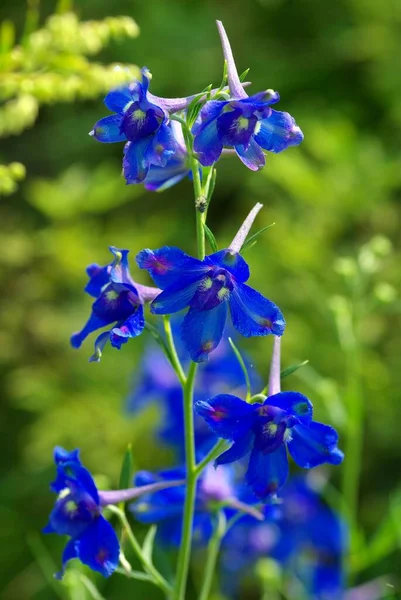 Shallow Focus Blue Siberian Larkspur Flowers Blur Background — Stock Photo, Image