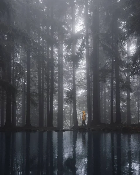Вертикаль Человека Гуляющего Сосновом Лесу Вдоль Озера Чешской Республике Туманный — стоковое фото
