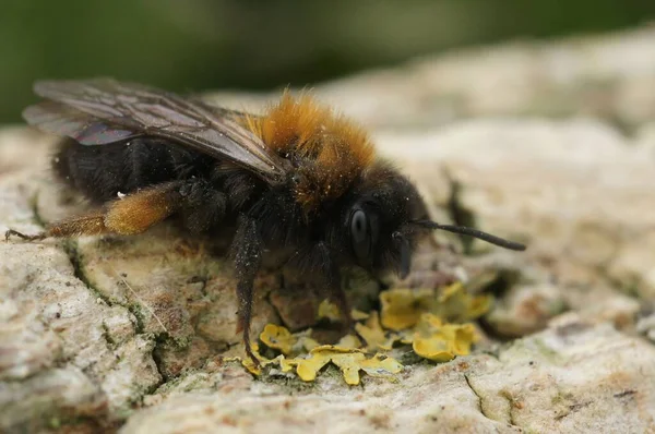 Eine Nahaufnahme Einer Andrena Clarkella Biene Auf Einem Felsen — Stockfoto