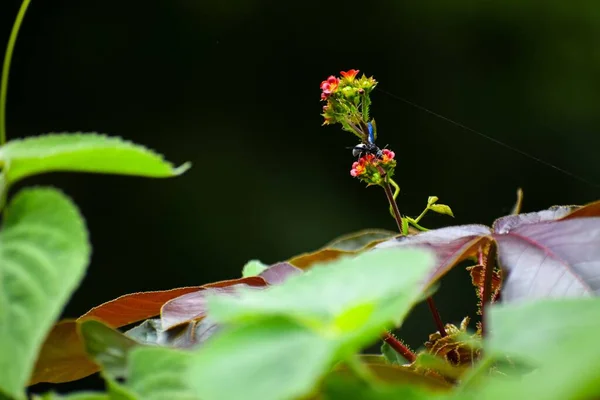 Insecte Sur Petites Fleurs Avec Grandes Feuilles — Photo