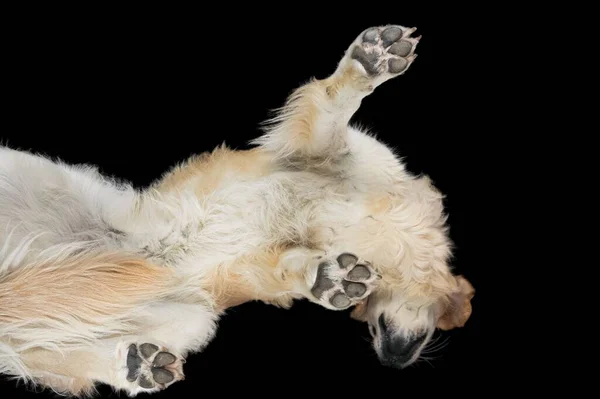 Pençeleri Açık Bir Zemin Üzerinde Duran Sevimli Pofuduk Bir Köpeğin — Stok fotoğraf
