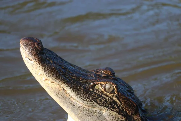 Närbild Amerikansk Alligator — Stockfoto