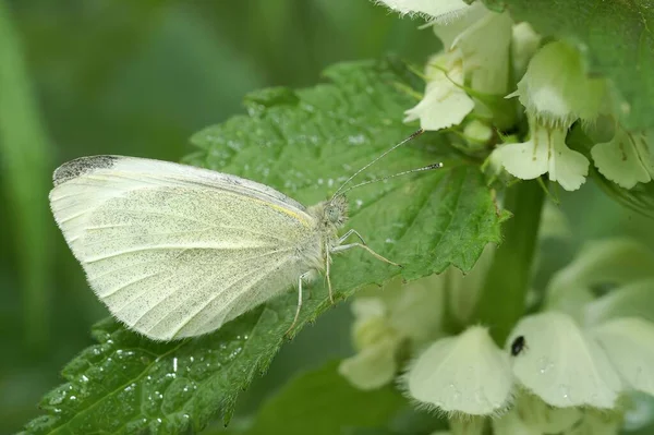 Eine Selektive Fokusaufnahme Eines Grüngeäderten Weißen Schmetterlings Pieris Napi Auf — Stockfoto